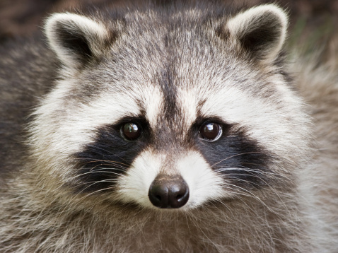 Racoon