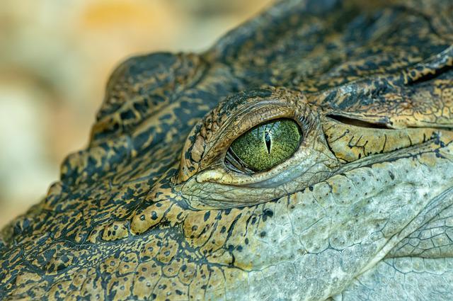 crocodile eye