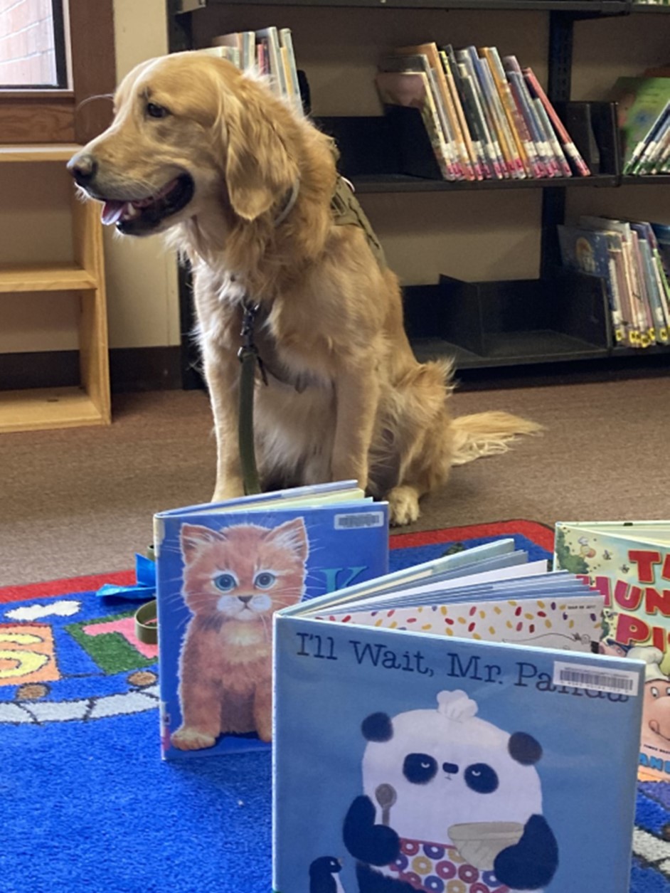 Golden retriever dog sitting with picture books.