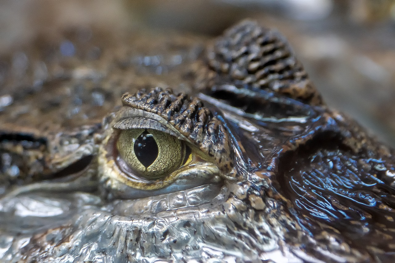 close up of alligator eye.