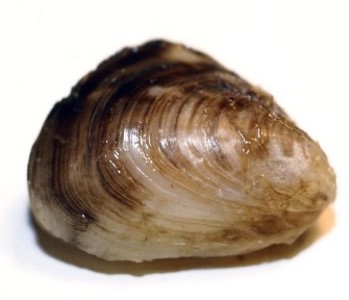 Mussel