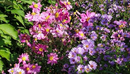 Photo of pink cosmos and purple aster flowers. 