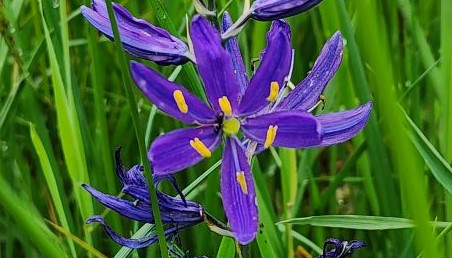 Close up picture of Blue Camas flower