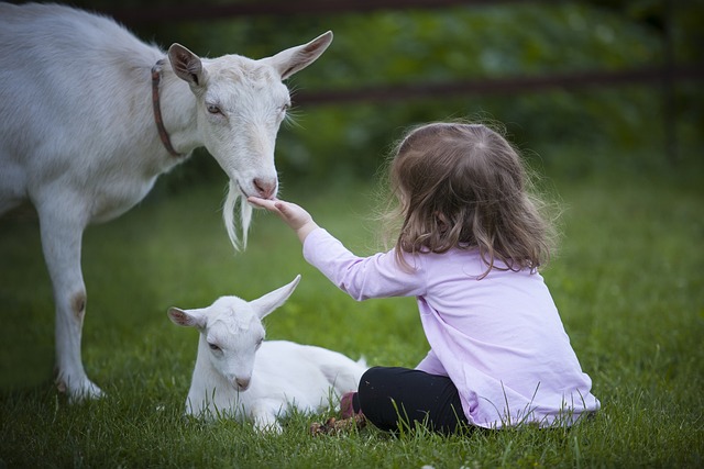 White adult goat with kid being fed by a little girl.