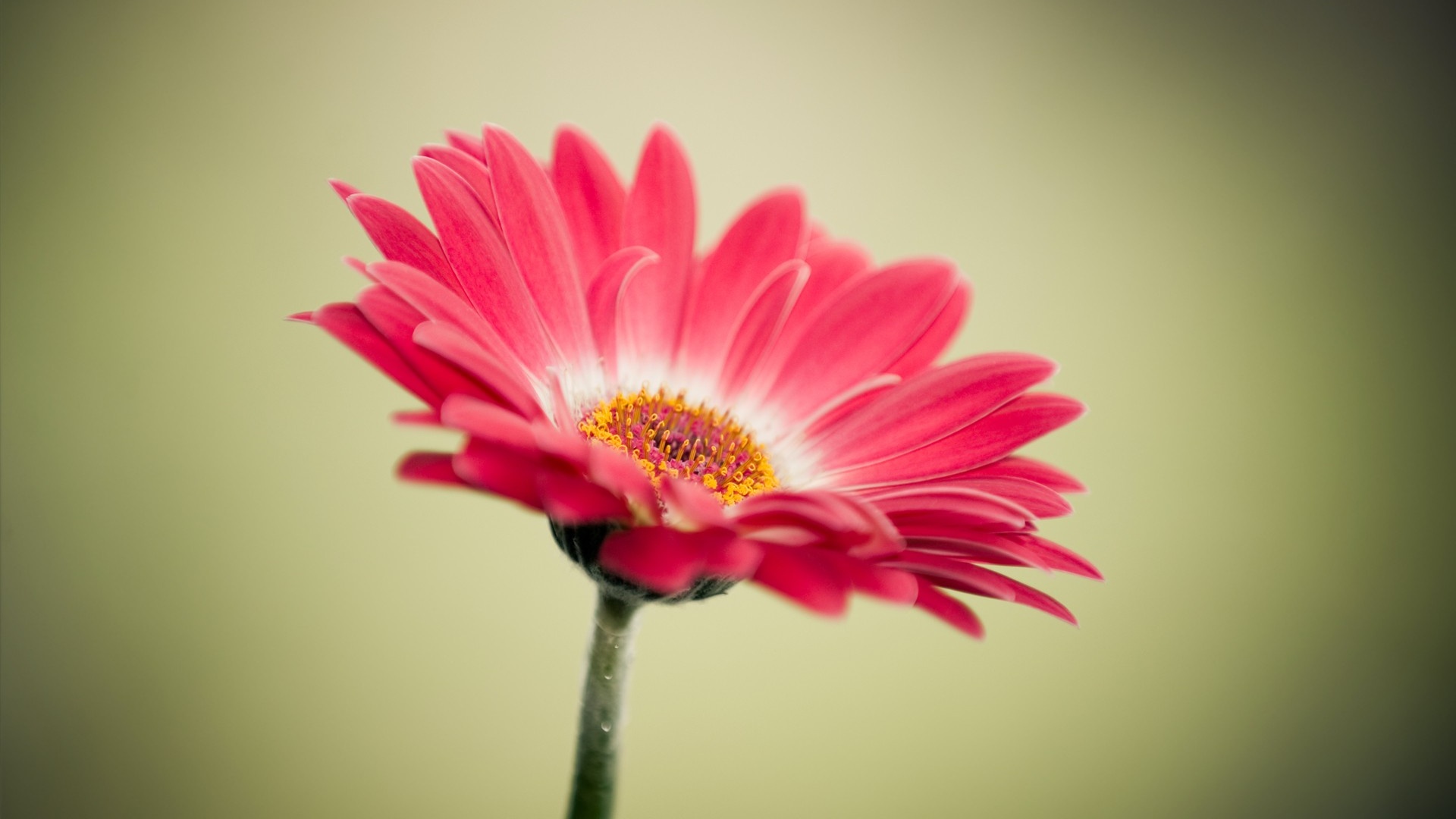 flower_bg