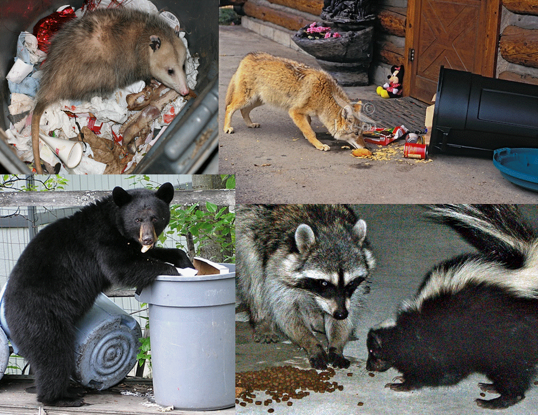 animals going through the trash, including an opossum, a coyote, a bear, a raccoon, and a skunk